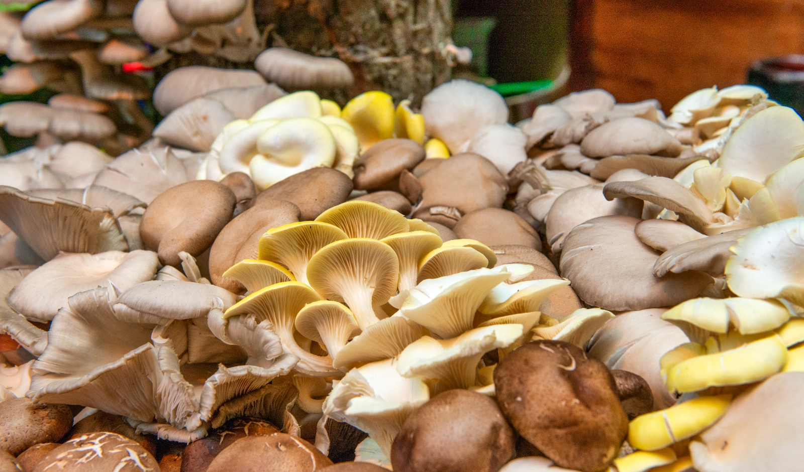 oyster-mushroom-thanksgiving-medley