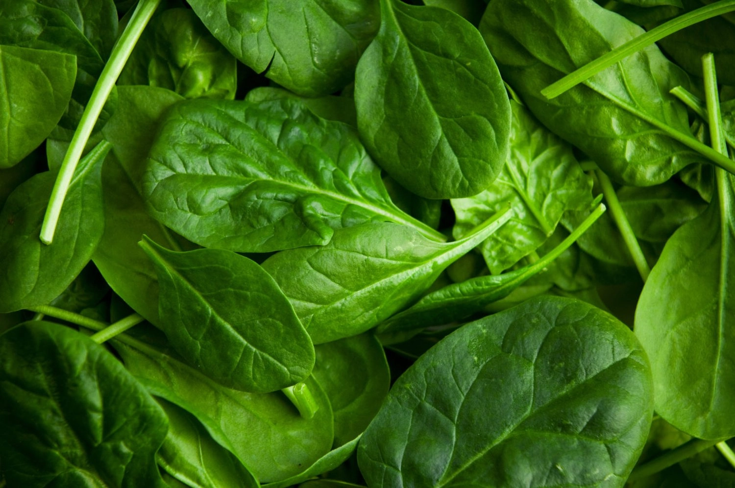 baby-spinach-1-gallon-bag