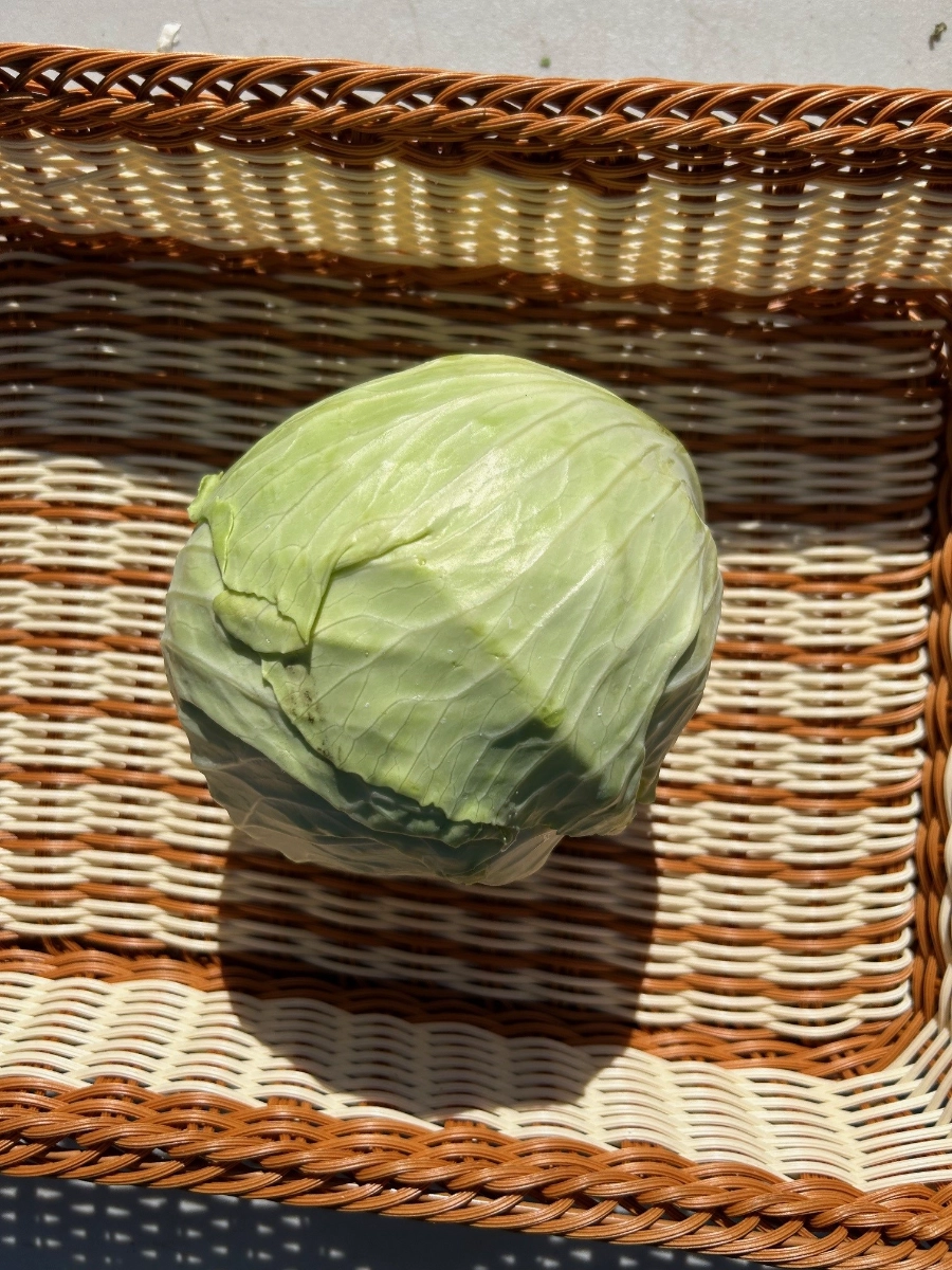 certified-organic-green-cabbage