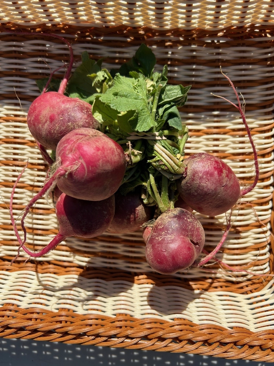 certified-organic-radishes