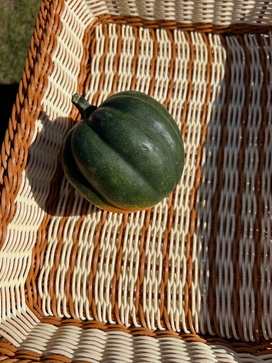 certified-organic-acorn-squash