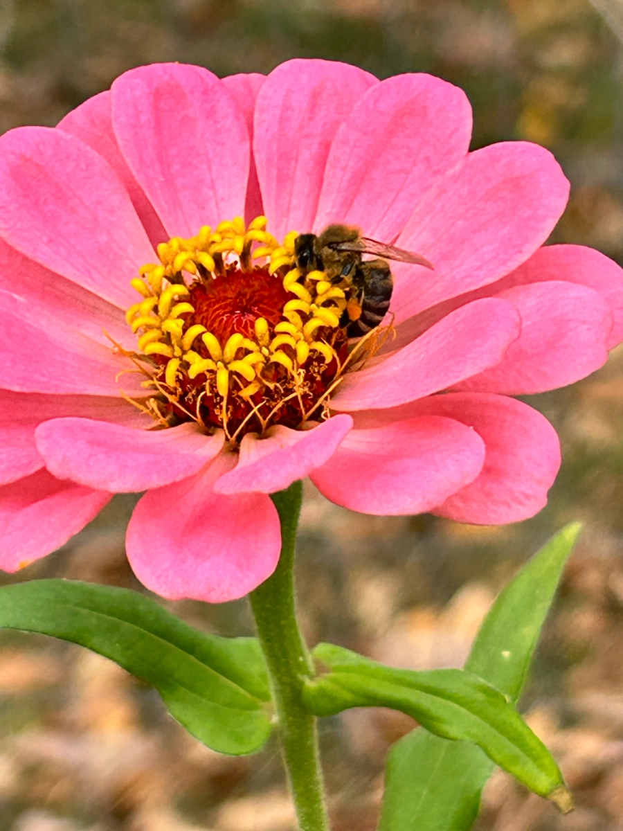 mixed-zinnia-seeds-