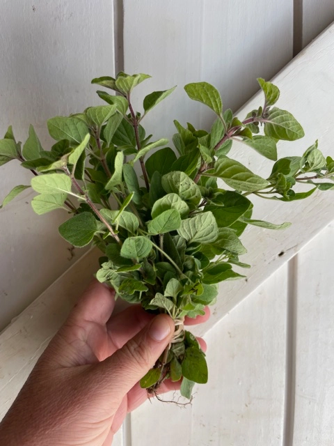 organic-oregano-75oz