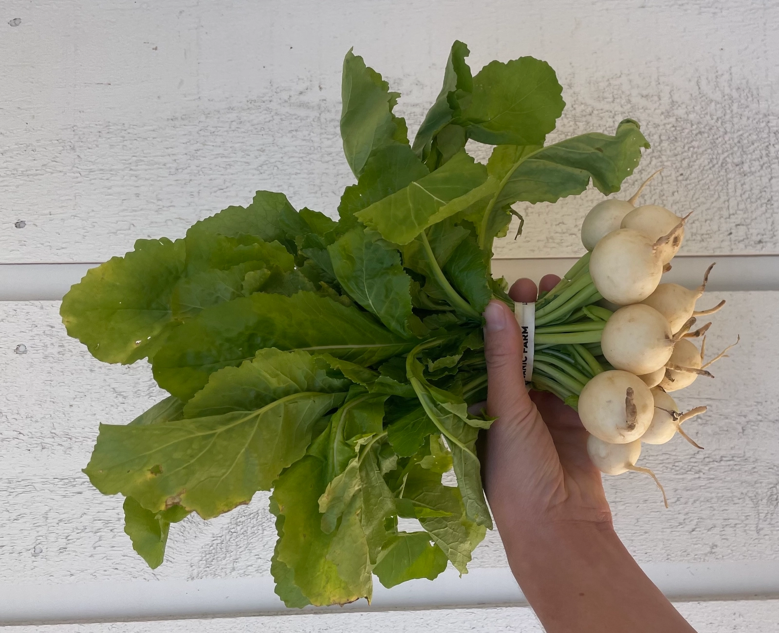 Organic Hakurei Turnips - 1 bunch