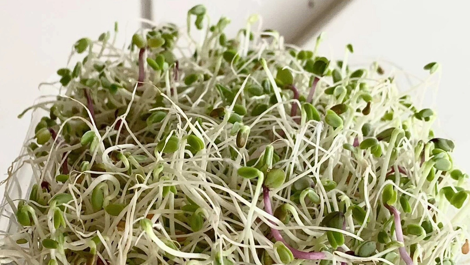 organic-spicy-sprouts-4oz-pint-