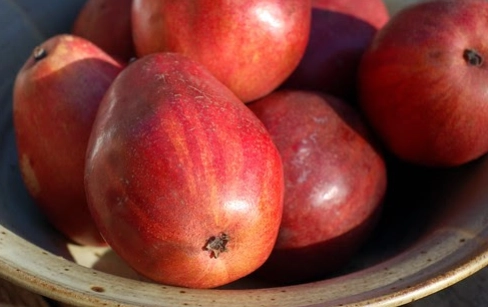 red-danjou-pears-2-lbs