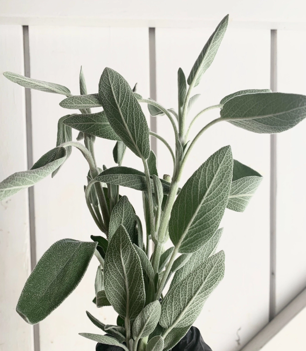 organic-sage-75oz