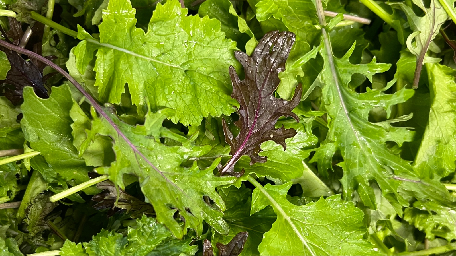 baby-kale-mix-12-lb-