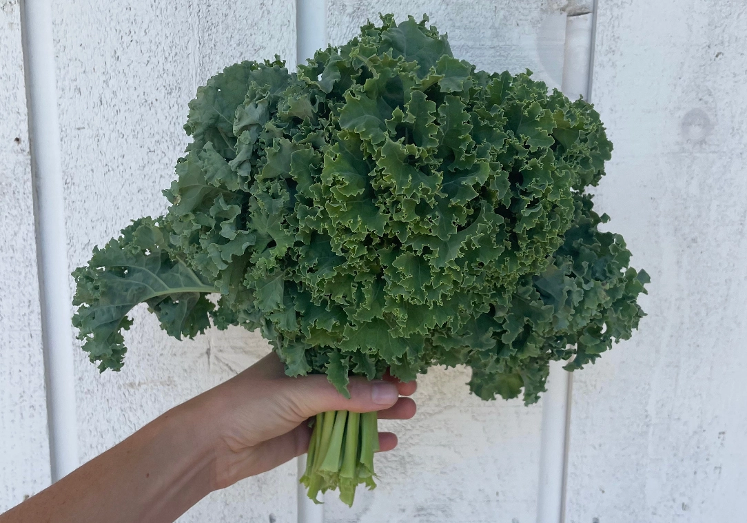 organic-green-curly-kale-1-bunch