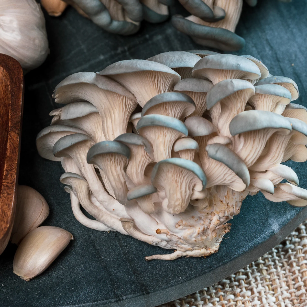 fresh-blue-oyster-mushrooms-