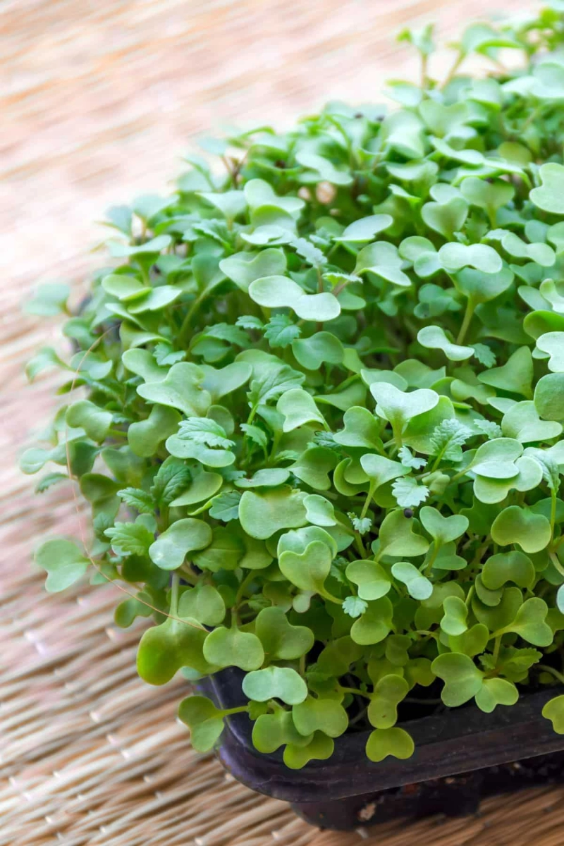 kale-microgreens-2oz-3