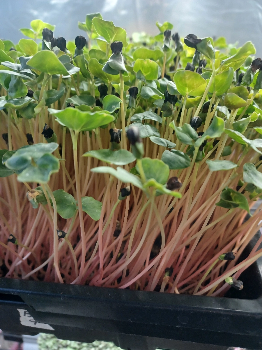 buckwheat-microgreens-2oz