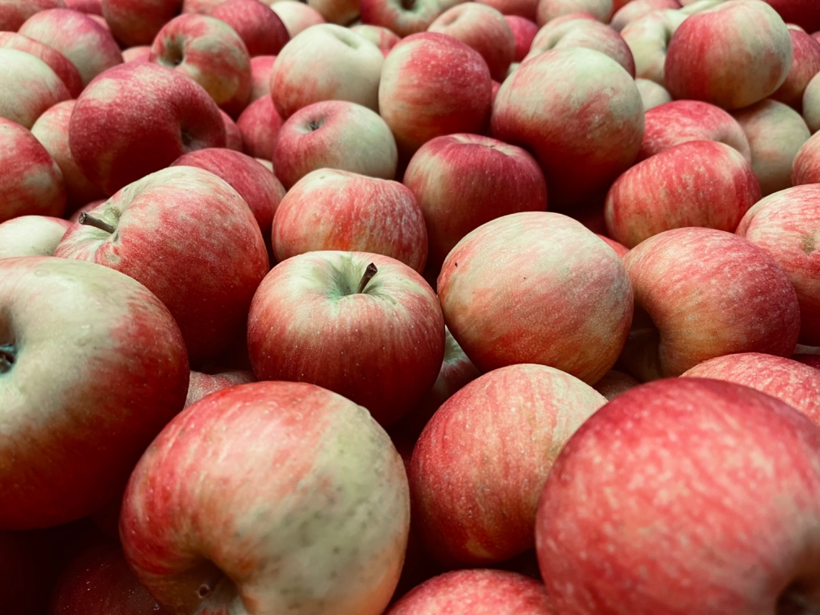 Evercrisp Apples