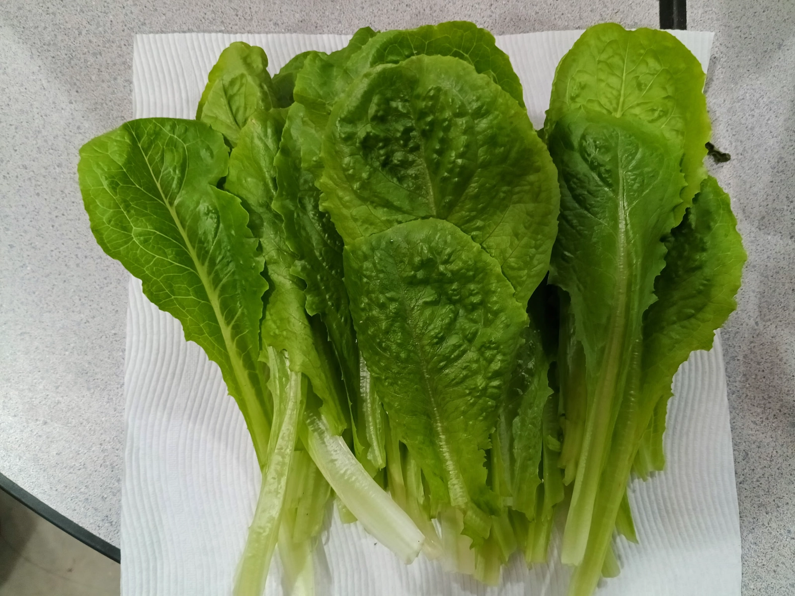 romaine-lettuce-76