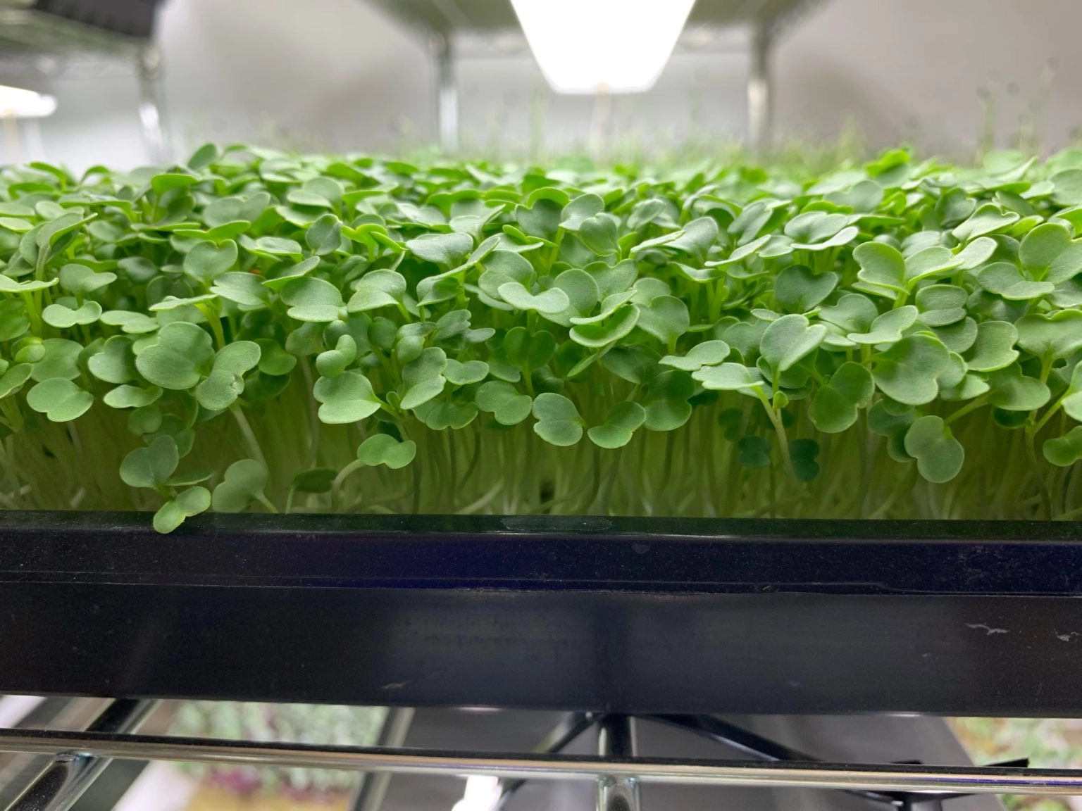 Arugula Microgreens 1oz