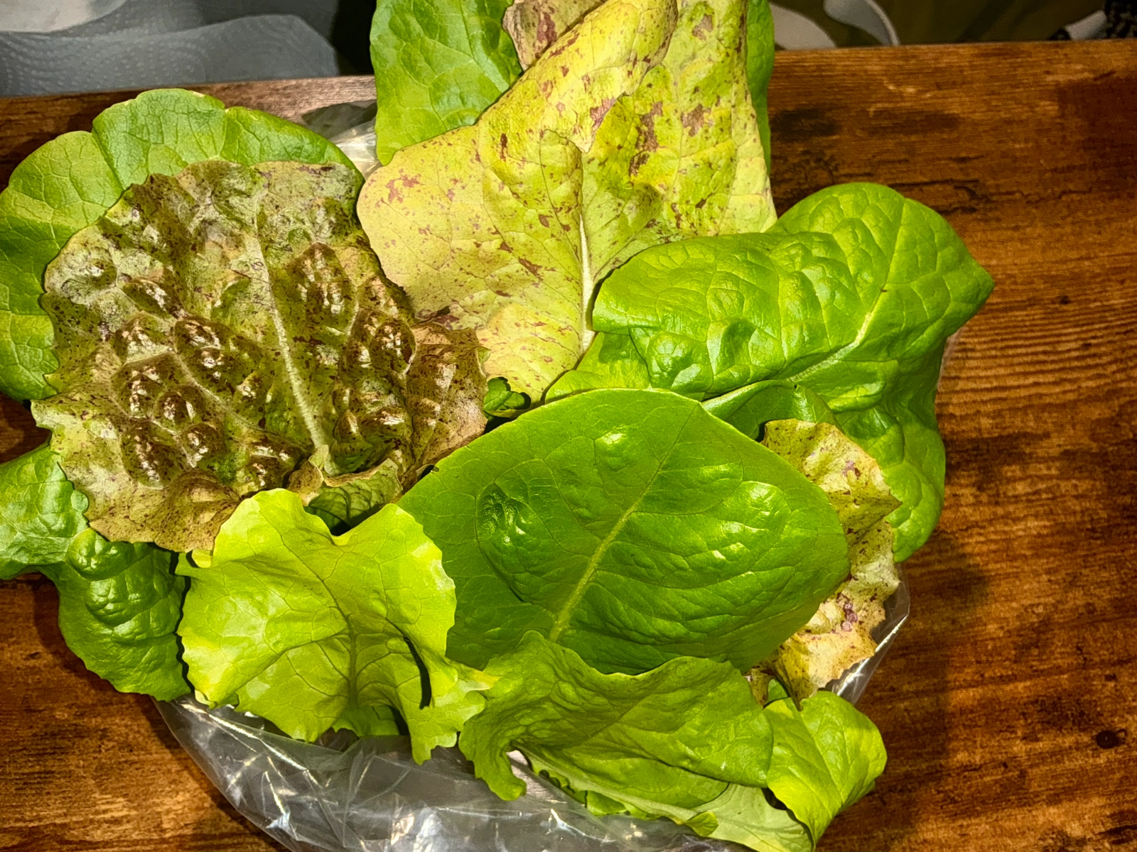 large-mixed-leafy-greens-5oz