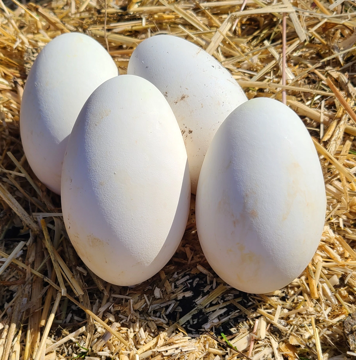 goose-eggs-organic-and-soy-free
