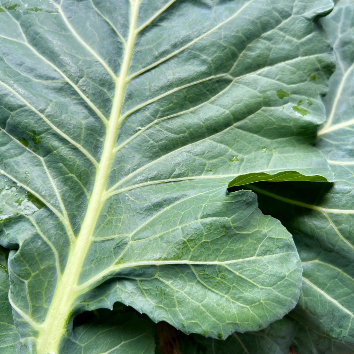 collard-greens-1lb-approx-12-leaves-