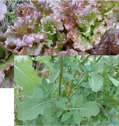 lettuce-arugula-salad-mix-certified-organic-2