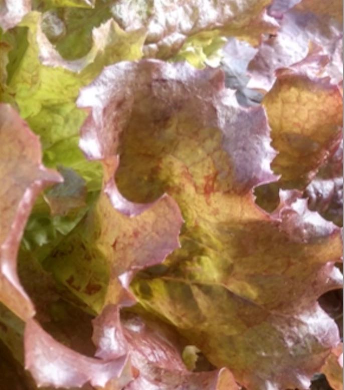 red-sails-leaf-lettuce-1-bunch-organic