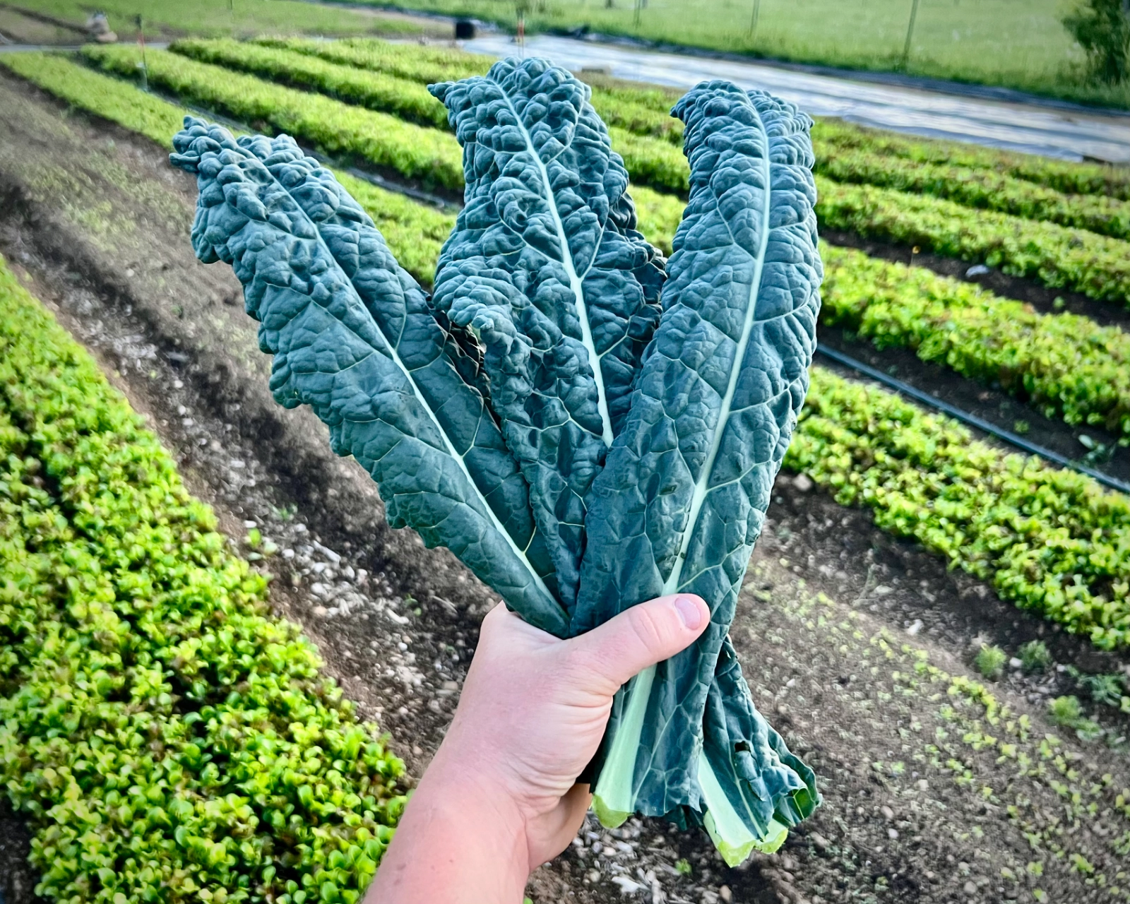 dino-kale-12oz-approx-9-leaves