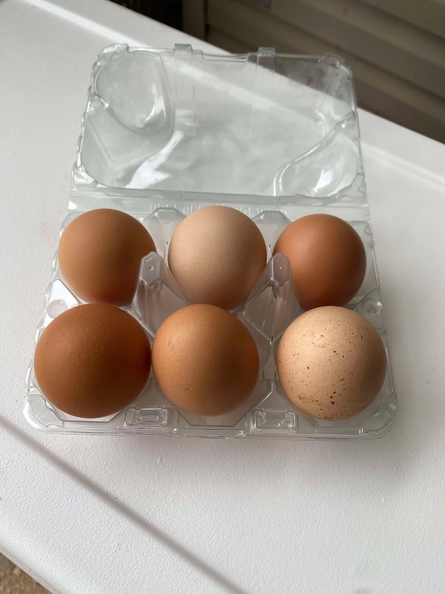 pasture-raised-jumbo-eggs
