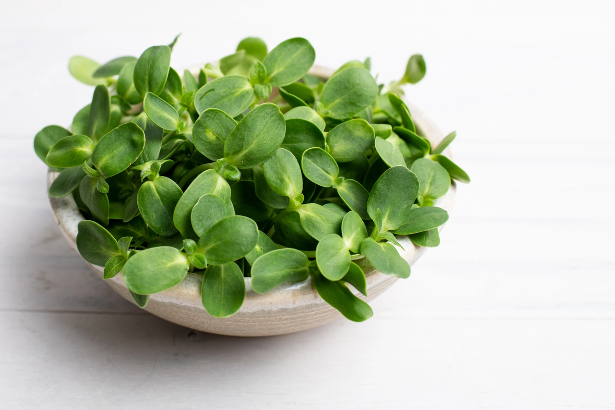 Green Khayr