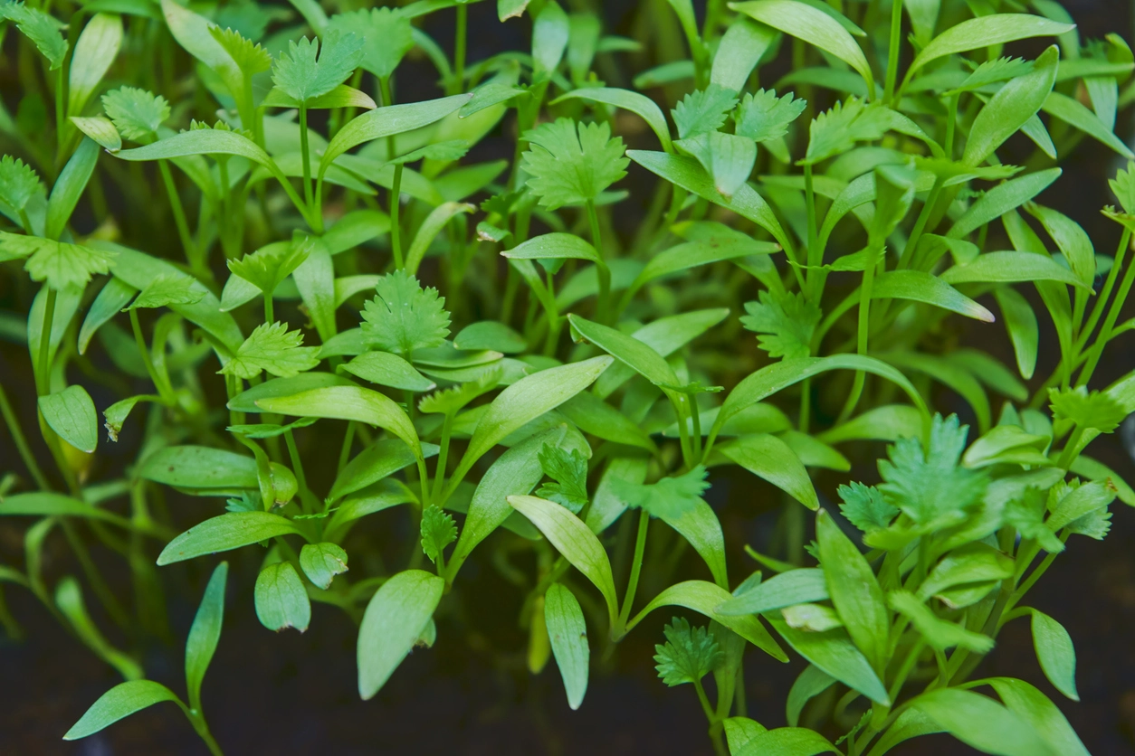 Green Khayr 
