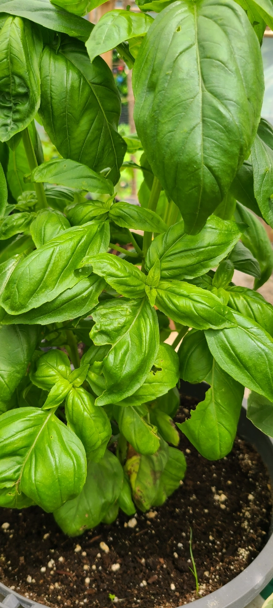 fresh-basil-46