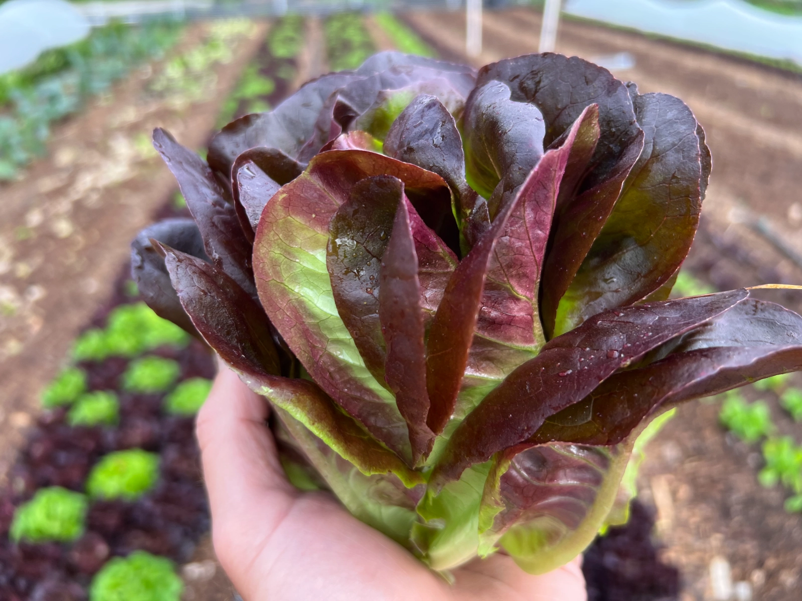 red-head-lettuce--4