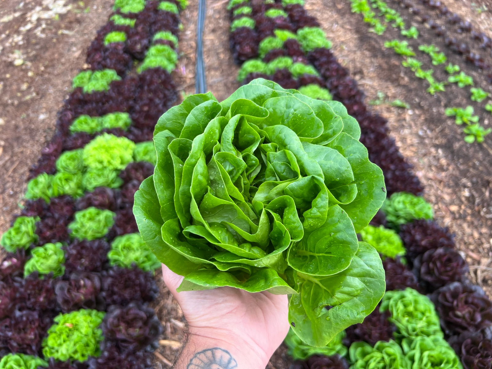 green-head-lettuce-
