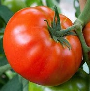 big-boy-red-tomatoes-