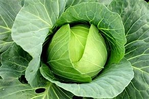 ga-cabbage