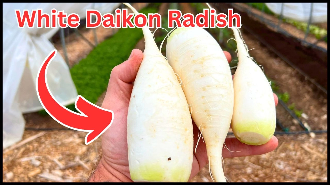 white-daikon-radish-1-lbs-organically-raised