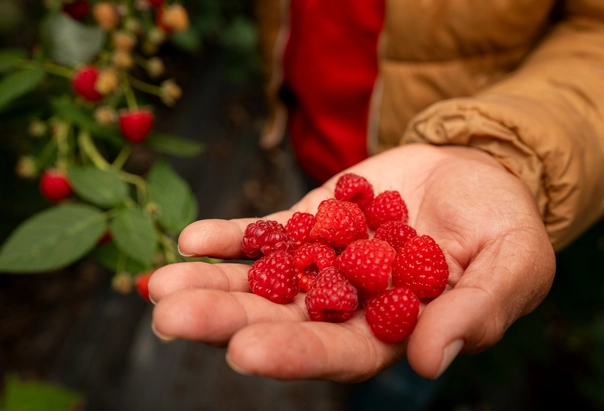 raspberries-12-pint-3