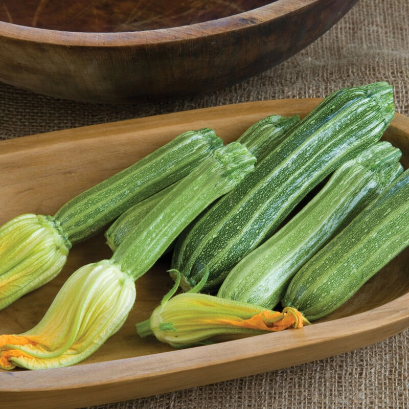 costata-romanesco-zucchini-organic