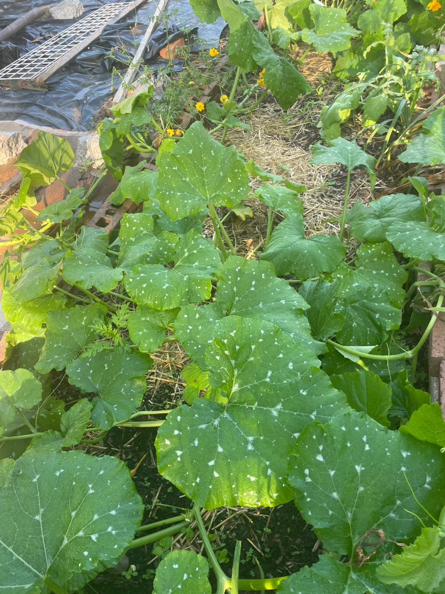 cushaw-squash-2