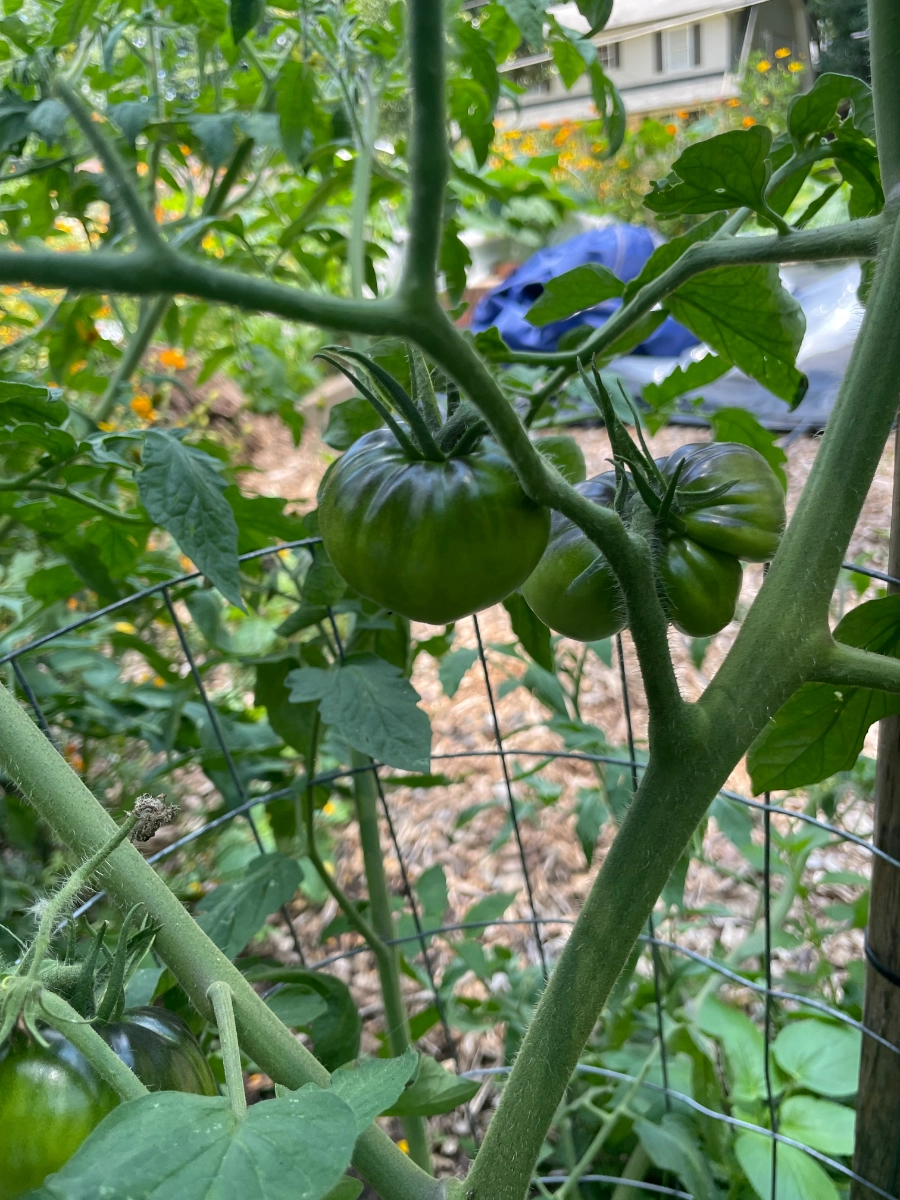 black-beauty-heirloom
