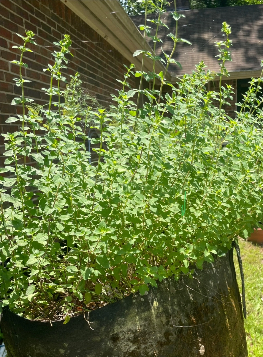 oregano-72