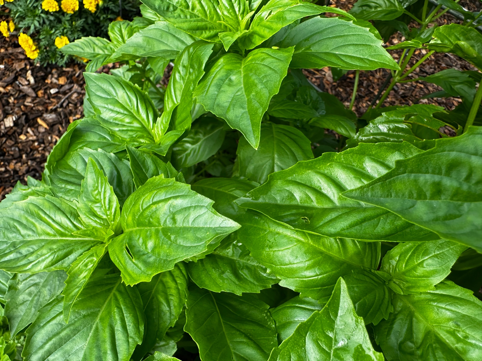 fresh-cut-basil-
