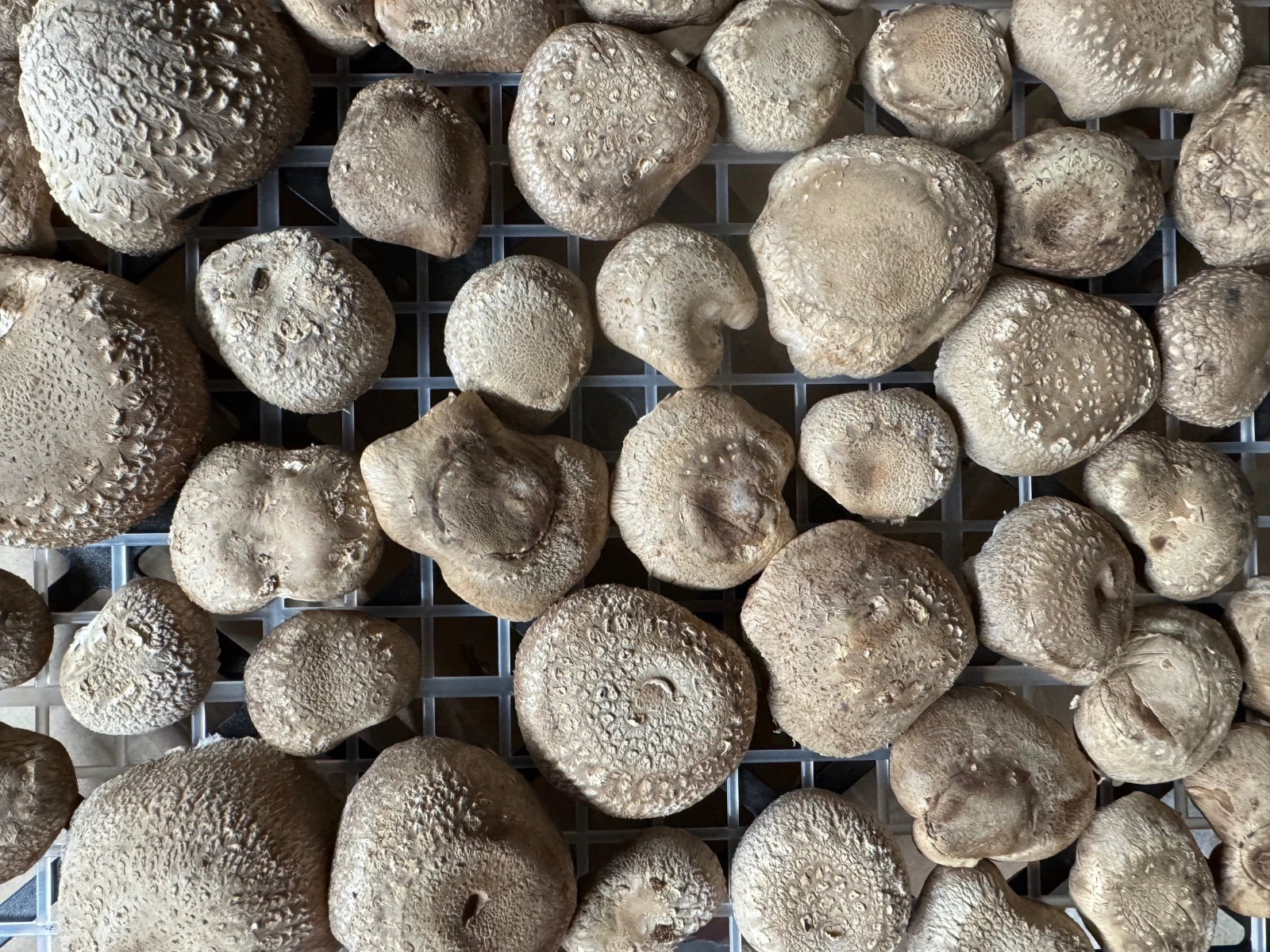 4oz-farmgrown-shiitake-mushrooms-log-block-cultivated