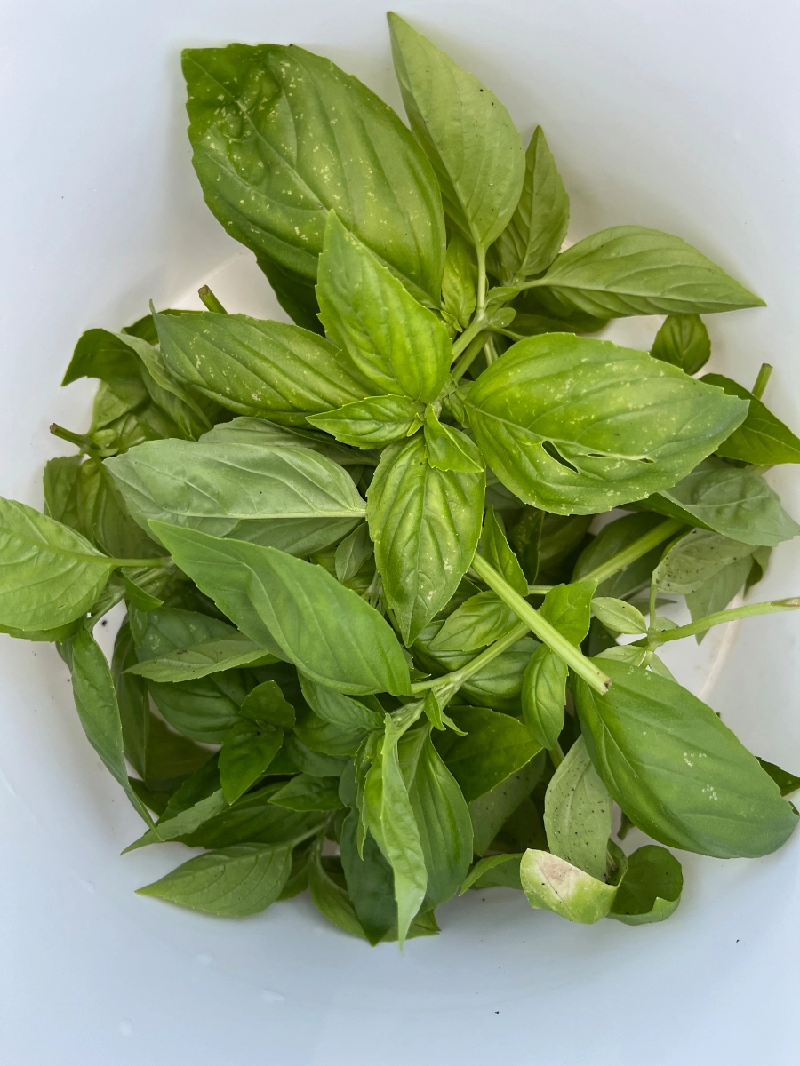 -fresh-basil-24oz-ecofriendly-container