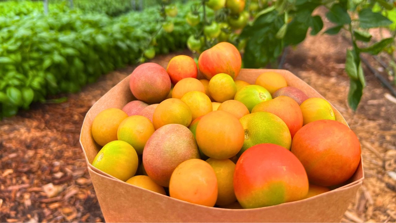 Chef’s Harvest Farm LLC