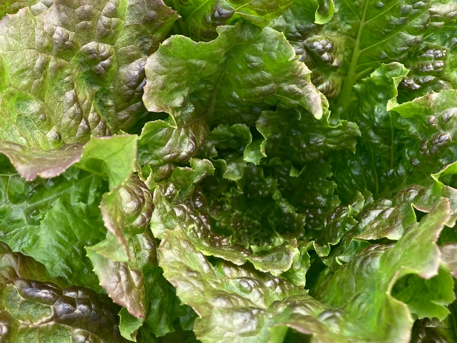 lettuce-purple-fusion