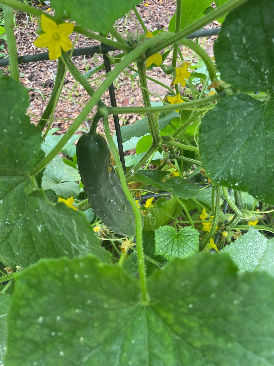 the-cucumbers-are-coming
