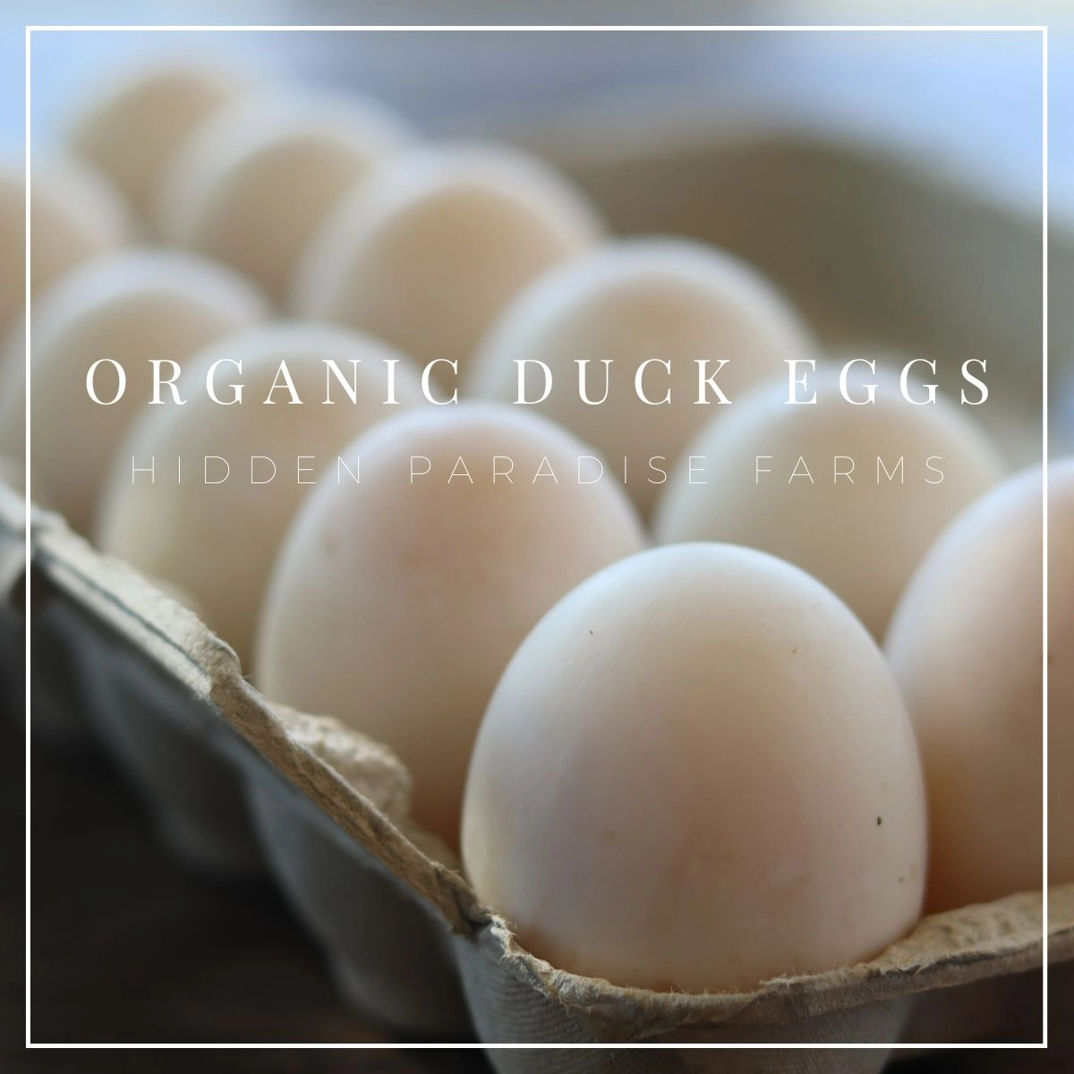 organic-nongmo-no-corn-or-soy-fed-duck-eggs
