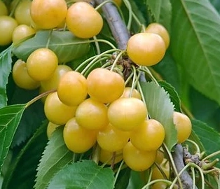 Wunsch Orchard