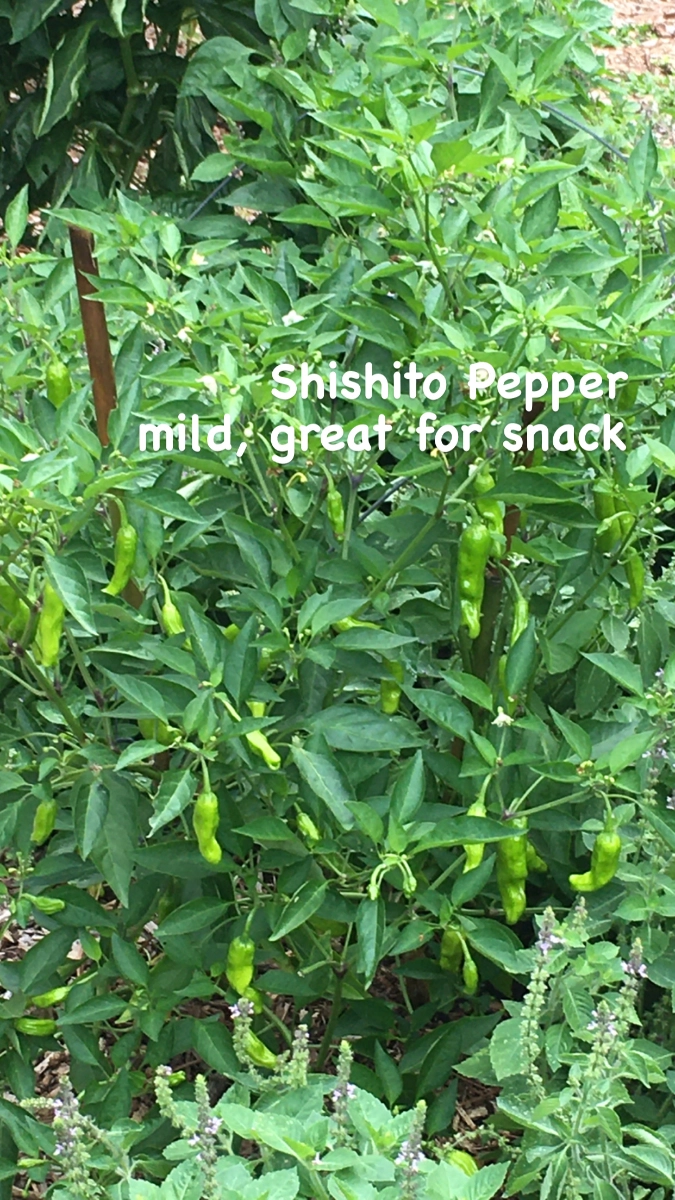 do-you-know-shishito-the-friendly-pepper