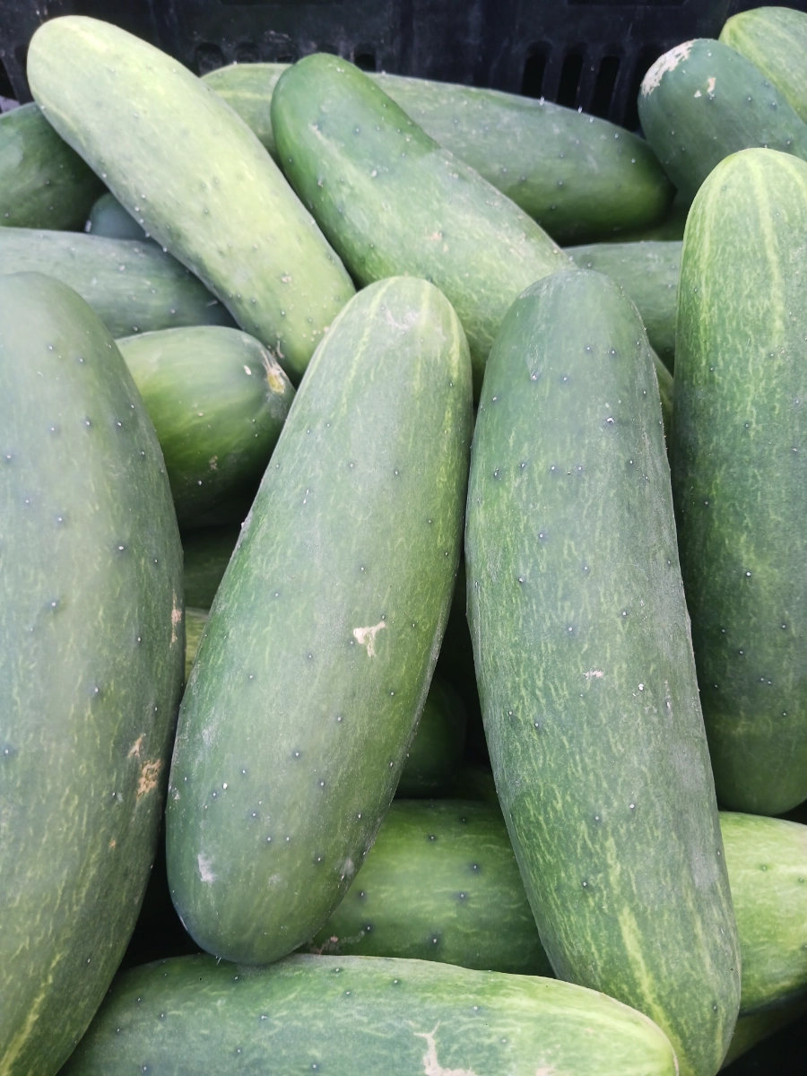 cucumber--8