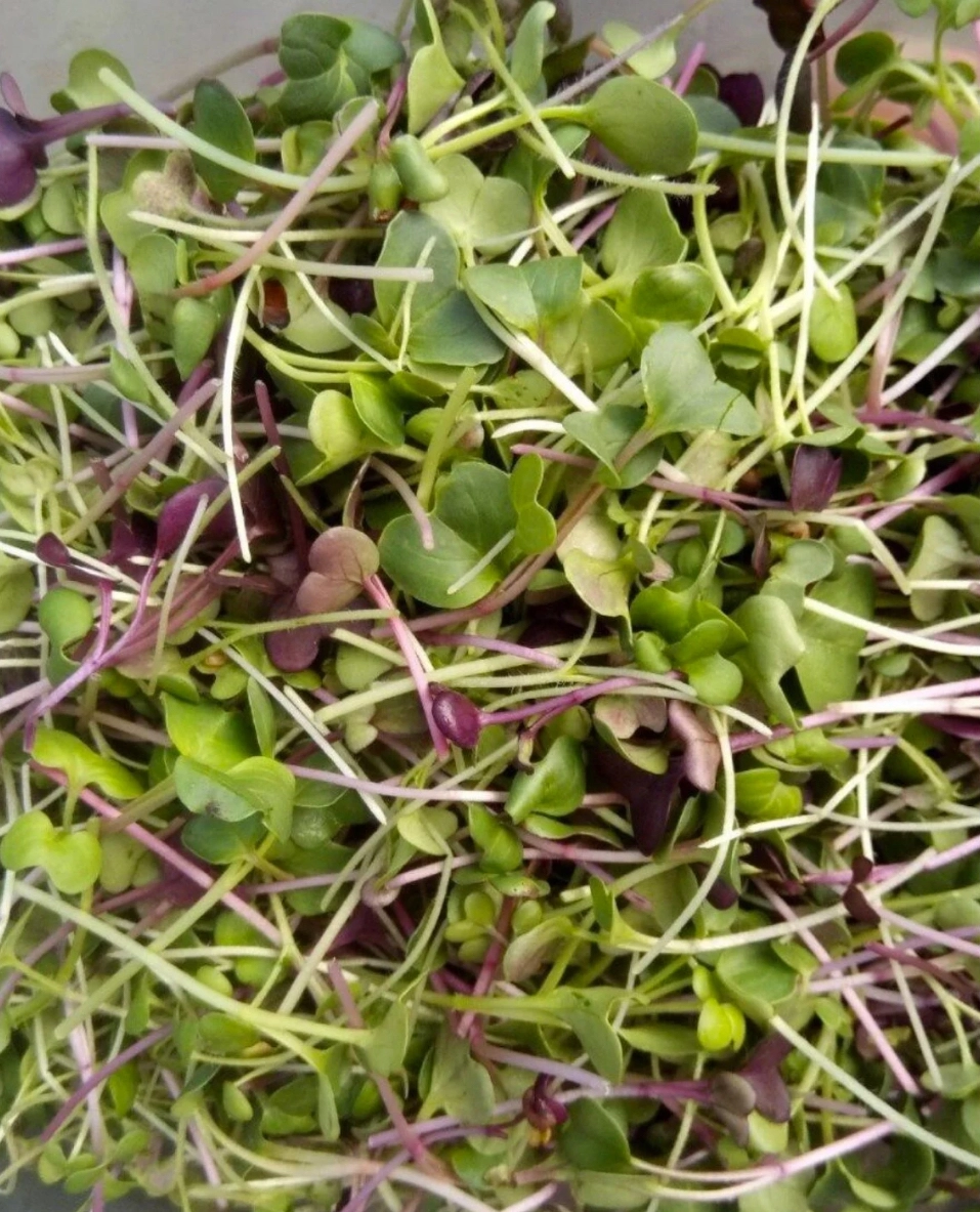 spicy-salad-mix-microgreens-24